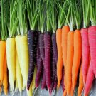 300 Rainbow Carrot Blend Mix Seeds Colorful NonGmo Beta Carotene Vitamin A Home Garden Seeds