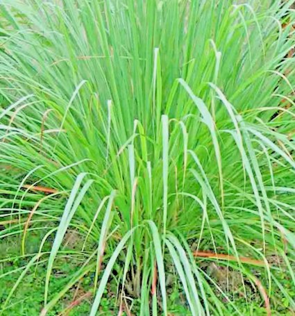 Lemongrass 400 Seeds Lemon Grass Mosquito Insect Repellent Fresh NonGmo Home Garden Seeds