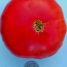 Mortgage Lifter Halladay'S 25 Seeds Fresh Tomato Seeds Home Garden Seeds