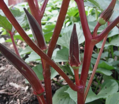 Red Burgundy Okra 25 Seeds NonGmo Heirloom  Home Garden Seeds