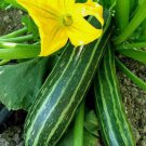 Cocozelle Zucchini Summer Squash 25 eeds NonGmo Cocozella Di Napoli Home Garden Seeds