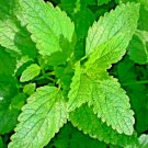 Lemon Balm Citronella Perennial 1500 Seeds Mosquito Insect Repellent NonGmo  Home Garden Seeds