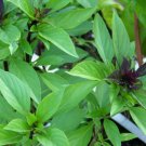 Thai Basil 250 Seeds Horapha Hun Que Anise Non Gmo Variety Sizes Sold Home Garden Seeds