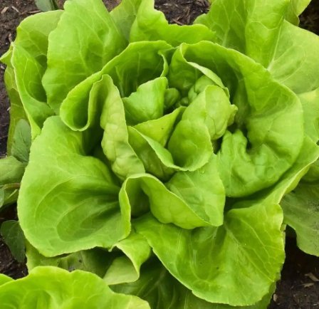 Buttercrunch Butterhead Lettuce 700 Seeds NonGmo  Home Garden Seeds