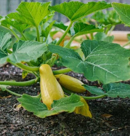 Prolific Straightneck Summer Squash 15 Seeds NonGmo  Home Garden Seeds