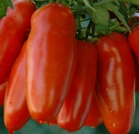 San Marzano Tomato 100 Seeds Garden Vegetables Sauce Salad   Home Garden Seeds