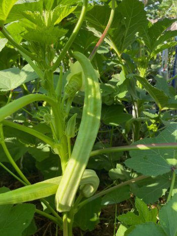 Louisiana 16 Inch Longhorn Okra 40 Seeds Longest Most Robust Pods Heirloom Home Garden Seeds