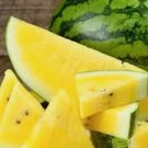 Watermelon Yellow 25 Seeds Rare Vegetable Planting Organic Heirloom Garden Home Garden Seeds