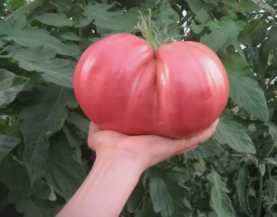 German Giant Tomato 120 Seeds  Nongmo  Heirloom  Organic  Huge Fresh Home Garden Seeds