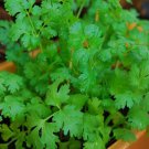 Cilantro  Coriander 200 Seeds Heirloom  Nongmo Herb Seeds   Home Garden Seeds