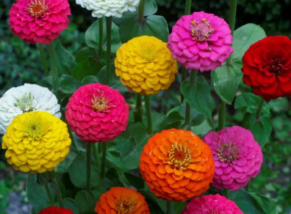 Lilliput Zinnia 50 Seeds Mix, Zinnia Elegans, NonGmo, Colorful  Home Garden Seeds