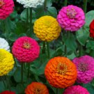 Lilliput Zinnia 50 Seeds Mix, Zinnia Elegans, NonGmo, Colorful  Home Garden Seeds