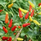 Tabasco Pepper 30 Seeds NonGmo  Seed Store 1015 Home Garden Seeds