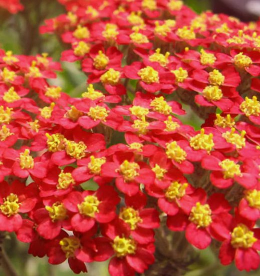 Red Yarrow 500 Seeds NonGmo  Seed Store 1267 Home Garden Seeds