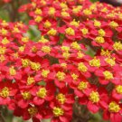 Red Yarrow 500 Seeds NonGmo  Seed Store 1267 Home Garden Seeds
