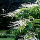 Lily Of The Valley Sourwood 100 Seeds (Oxydendrum Arboreum) Honey Bee Tree Home Garden Seeds