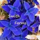 Blue Coleus Flowers 25 Seeds Easy To Grow Garden Home Garden Seeds