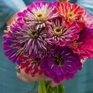 Zinnia Meteor Shower 100 Seeds Mixed Colors 5" Flowers Hard To Find  NonGmo Home Garden Seeds