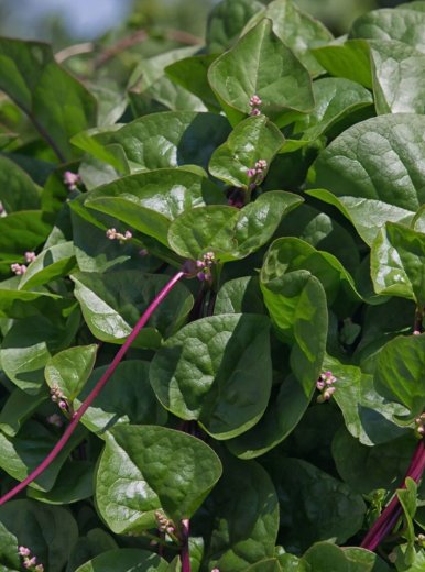 Malabar Red Stem Spinach 30 Seeds, Red Vine Spinach, Ceylon, NonGmo,  Home Garden Seeds