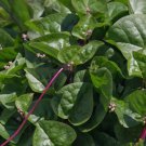 Malabar Red Stem Spinach 30 Seeds, Red Vine Spinach, Ceylon, NonGmo,  Home Garden Seeds