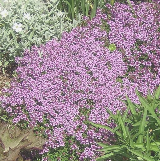 Dwarf Creeping Thyme 3500 Seeds, Thymus Serpyllum, Ground Cover,  Home Garden Seeds