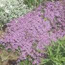 Dwarf Creeping Thyme 3500 Seeds, Thymus Serpyllum, Ground Cover,  Home Garden Seeds