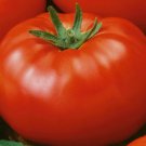 Red Brandywine Tomato 50 Seeds Indeterminate Vegetable Garden  Home Garden Seeds