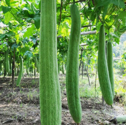 Super Long Luffa Gourd 30 Seeds  NonGmo Loofah Sponge Gourd Seeds Home Garden Seeds
