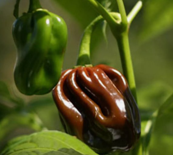 Chocolate Habanero Pepper 10 Seeds Jamaican Jerk ExtremelyHot Pepper  Home Garden Seeds