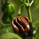 Chocolate Habanero Pepper 10 Seeds Jamaican Jerk ExtremelyHot Pepper  Home Garden Seeds