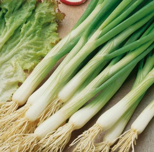 White Lisbon Onion 250 Seeds Scallion Bunching NonGmo  1073 Home Garden Seeds