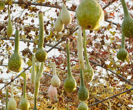 Dipper Gourd 10 Seeds Heirloom NonGmo Genuine  Home Garden Seeds