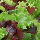 Gourmet Salad Blend Lettuce 500 Seeds Healthy Garden Greens Home Garden Seeds