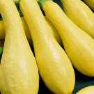 Summer Squash 30 Seeds  Early Prolific Straightneck Vegetable  Home Garden Seeds