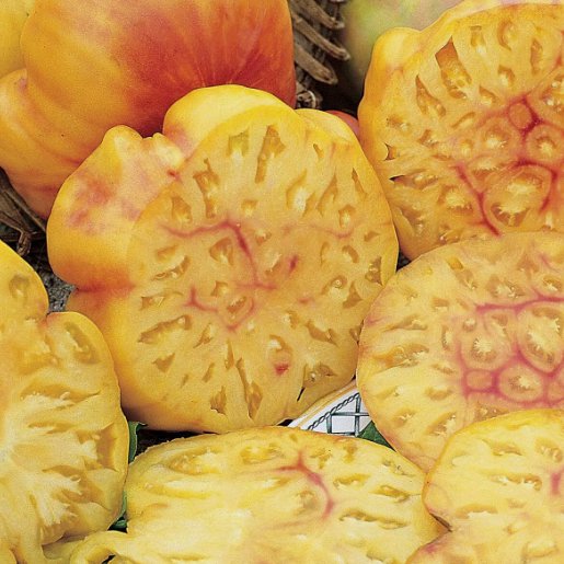 Pineapple Tomato 30 Seeds Heirloomseedguy 2025 Nongmo Home Garden Seeds