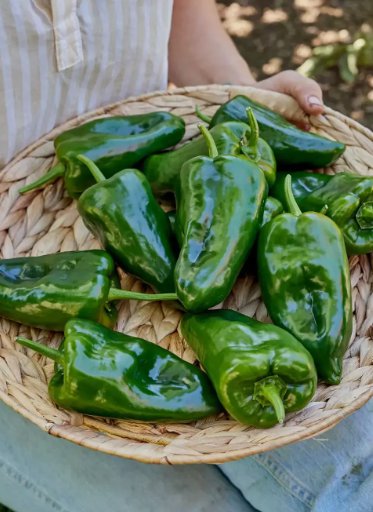 Ancho Poblano Pepper 25 Seeds Heirloomseedguy 2025 NonGmo Home Garden Seeds