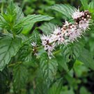Spearmint Herb 400 Seeds Mentha Spicata NonGmo Variety Sizes  Home Garden Seeds