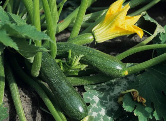 Black Beauty Zucchini 25 Seeds Summer Squash NonGmo Courgette Home Garden Seeds