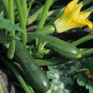 Black Beauty Zucchini 25 Seeds Summer Squash NonGmo Courgette Home Garden Seeds