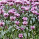 Bee Balm Wild Bergamot 500 Seeds Perennial Beneficial Bees Hummingbirds NonGmo Home Garden Seeds