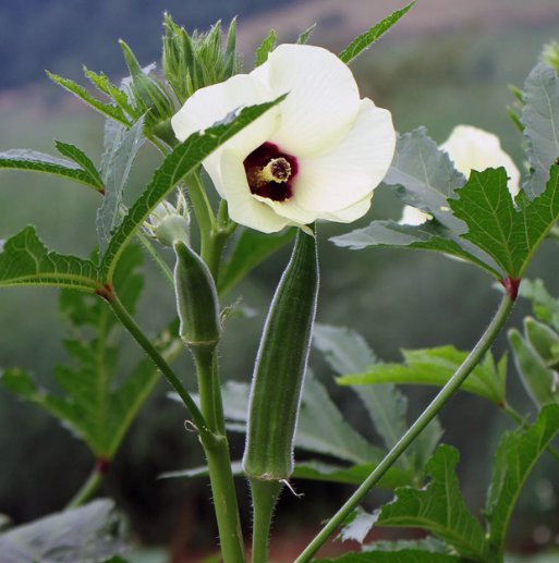 Cowhorn Okra 30 Seeds Nongmo Spineless Large Okra  Home Garden Seeds
