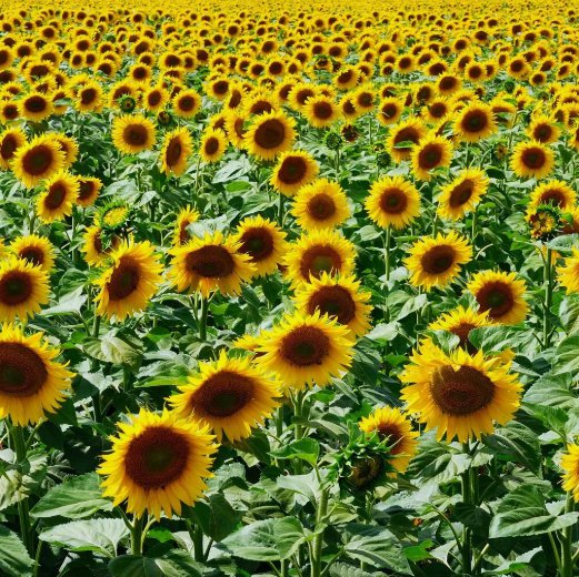 Mammoth Grey Stripe Sunflower 15 Seeds Helianthus Annuus Nongmo Home Garden Seeds