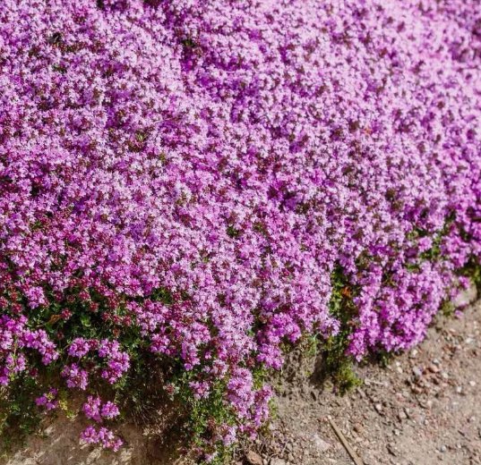 Creeping Thyme 1000 Seeds (Thymus Serpyllum) Perennial & Purple Groundcover Home Garden Seeds