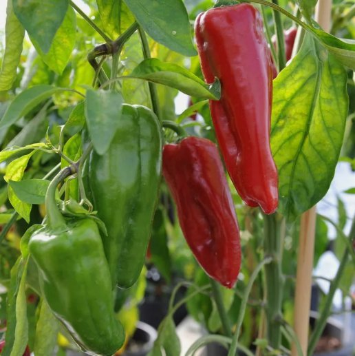Sweet Marconi Rosso Pepper 25 Seeds Italian Pepper Nongmo Variety Sizes Sold Home Garden Seeds