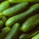 Garden Sweet Cucumber 30 Seeds, Burpless, Organic, Nongmo Home Garden Seeds