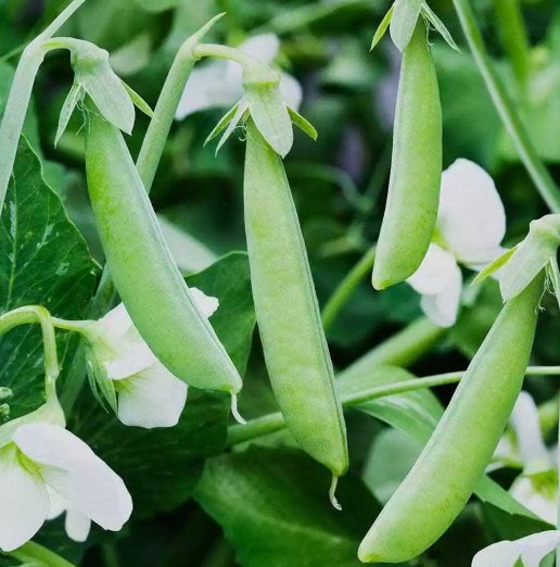 Sugar Ann Snap Pea 10 Seeds, Early And Compact, Heirloom, Nongmo,  Home Garden Seeds