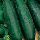 Marketmore 76 Cucumber 10 Seeds NonGmo Cucumber Heirloom Garden Seeds Home Garden Seeds
