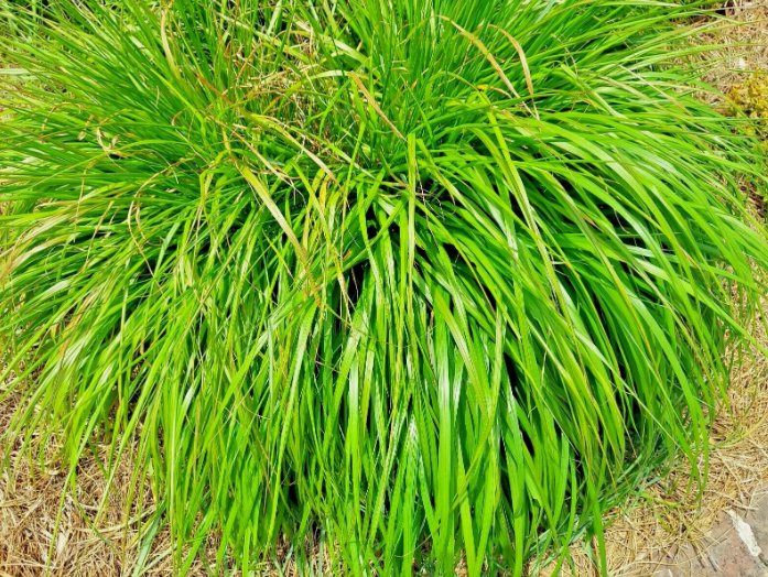 Lemongrass 200 Seeds Mosquito Repellent Heirloom Lemon Grass NonGmo Herb  Home Garden Seeds