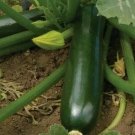 Zucchini 30 Seeds Black Beauty Squash Vegetables Cooking Culinary Home Garden Seeds