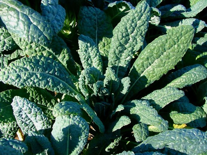 Lacinato Kale 250 Seeds, Italian Dinosaur Kale, NonGmo, Cruciferous,  Home Garden Seeds